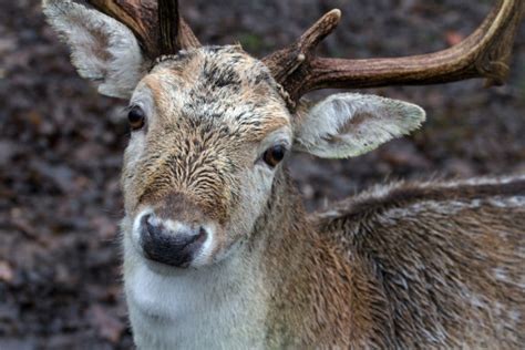 Immagini Belle Foresta Natura Selvaggia Selvaggio Cervo Fauna