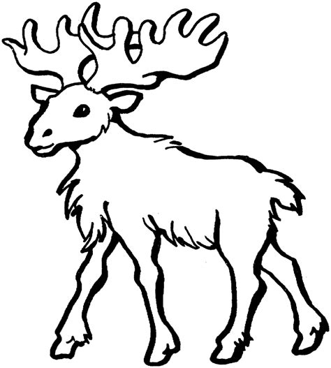 16 Moose Coloring Pages Print Color Craft