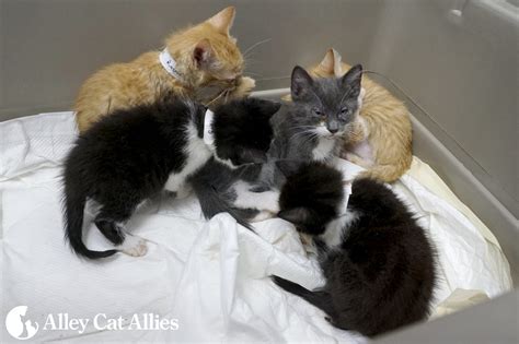 Alley Cat Allies Offers 2500 Reward In Bethesda Md