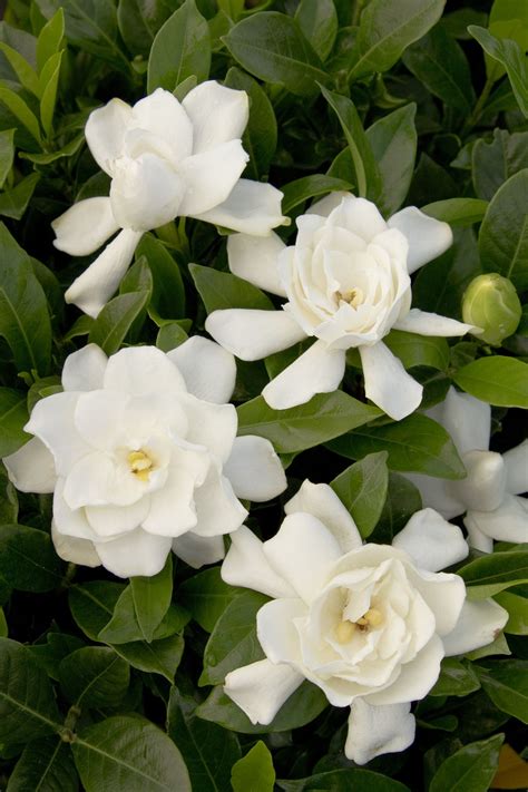 August Beauty Gardenia August Beauty Gardenia Gardenia Gardenia Plant