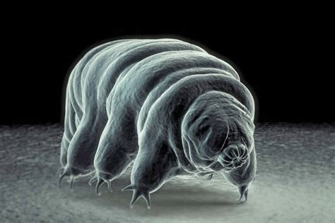 Why The Tardigrade Is Earths Most Indestructible Animal