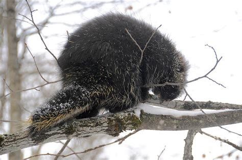 Winter Porcupine Photograph By Sandra Updyke Pixels