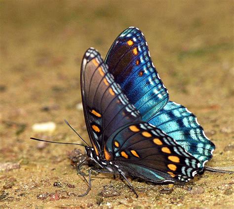 Red Spotted Purple Most Beautiful Butterfly Butterfly Facts