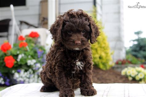 Cockapoo Puppy For Sale Near Lancaster Pennsylvania E98b4ad8 2381