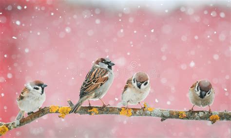 Cute Birds Sitting On The Branch During A Snowfall Stock Image Image