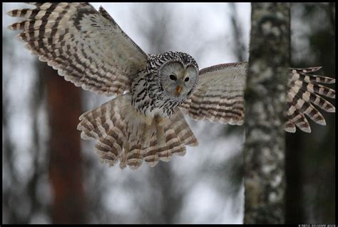 Beautiful Ural Owl In Flight Strix Uralensis The Ural Owl Has An