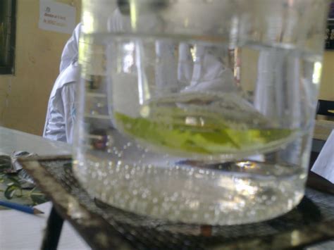 Bila kapur sirih bersentuhan dengan co2, warnanya akan berubah menjadi keruh. Percobaan Sach dan Ingenhouse: PERCOBAAN SACHS