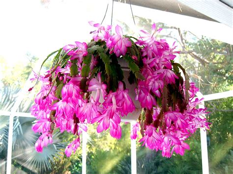 Traditionally the cactus blooms red, but you can now find christmas cacti in a myriad of flower colors, including red, pink. Christmas Cactus: The Beautiful Without Thorns ...