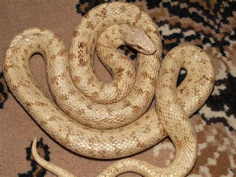 Photo Gallery Rat Snakes Amelhypo Elaphe Dione Female