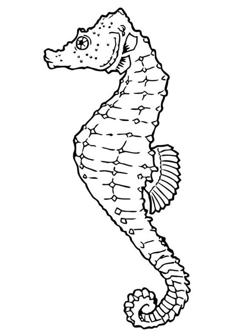Malvorlage seepferdchen