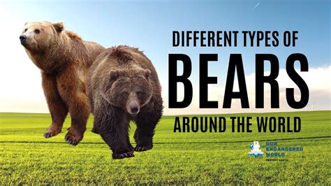 Different Types Of Bears Around The World Youtube