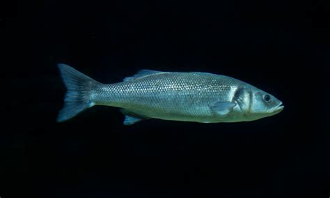 Sea Bass Eggs Can Survive A Rocket Launch Scientists Report