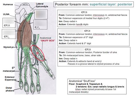 Posterior Forearm Muscles Superficial Posterior Layer Diagram Quizlet