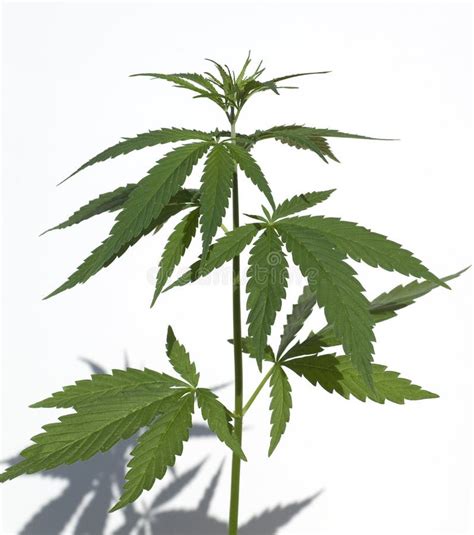 Cannabis Indica Sativa Stock Photo Image Of Fibers 208501736