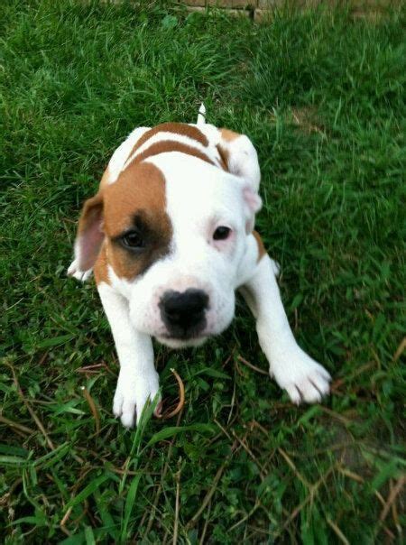 Pit And Boxer Mix Puppies Cute Dogs Gallery Pitbull Boxer Mix