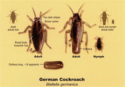 Do It Yourself German Roach Treatment Aztec Organic Pest Control