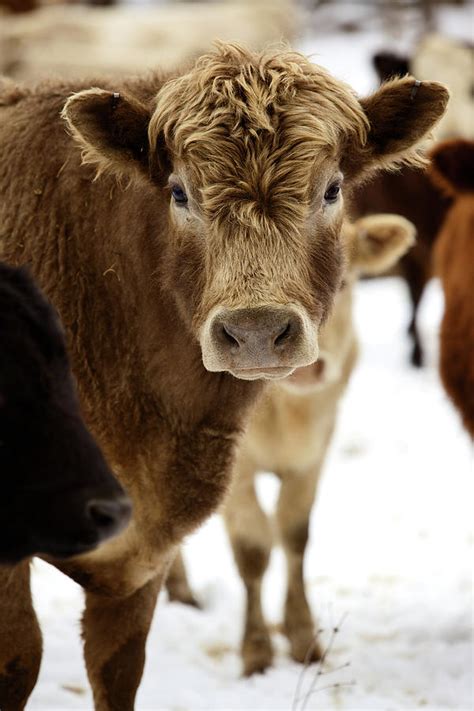 Winter Livestock Cattle Series Photograph by Eyecrave