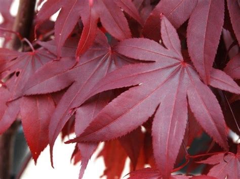 Acer Palmatum Bloodgood Wholesale Nursery Nurseries In Melbourne Sydney Brisbane Plantmark