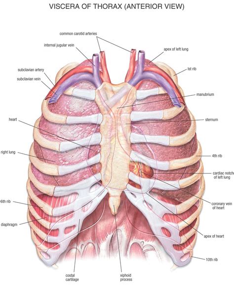Lungs Behind Ribs The Heart And If They Re Broken Badly They Can Seriously Damage Internal