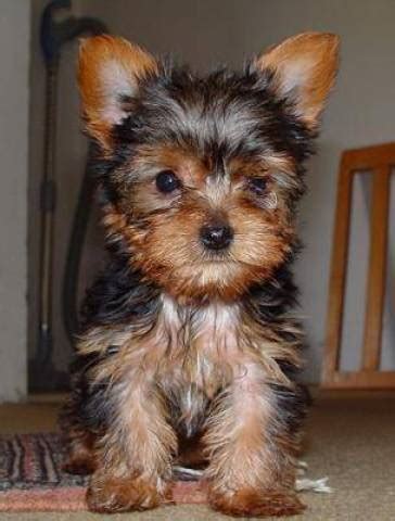 Americanlisted features safe and local classifieds for everything you need! Male And Female Yorkie Terrier Puppies For Any Loving Home - El Paso - Animal, Pet