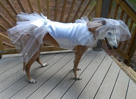 27 Insanely Clever Halloween Costumes For Your Dog