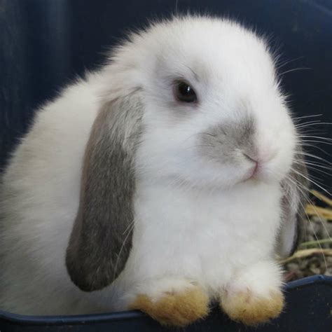 For Sale Dwarf Lop Eared Rabbits For Sale Various Colours