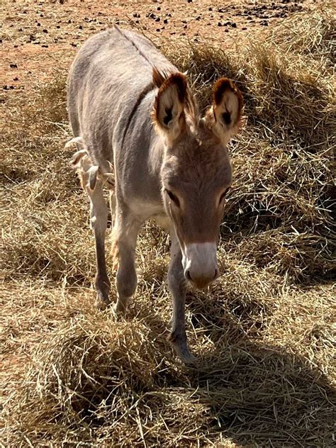 Donkeys Raising Hale Ranch