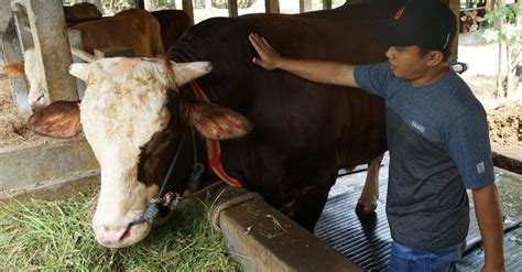 Waktu Penyembelihan Hewan Kurban & Cara Pembagian Daging Qurban