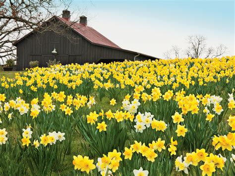 Planting Daffodils Southern Living