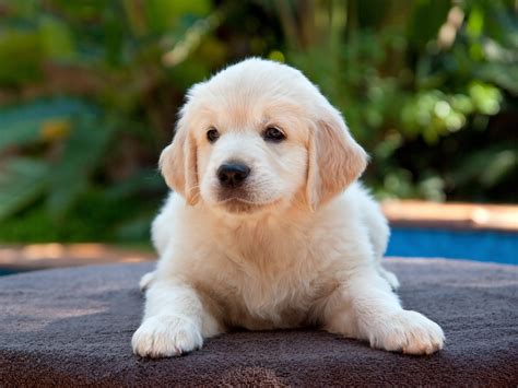 Can A Puppy Supplement Harm My Growing Dog