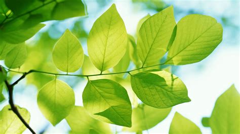 Green Leaves Wallpapers Hd Wallpapers Id 5527