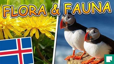Flora And Fauna Of Iceland 2019 Vegetation And Wildlife Of Iceland Qw