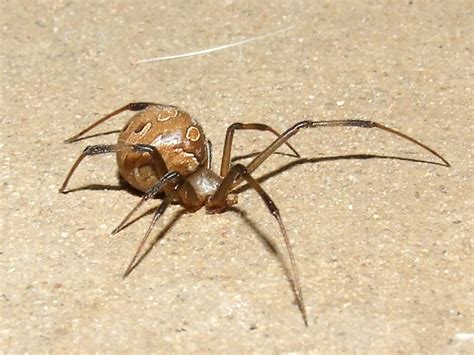 Theridiidaelatrodectus Geometricus Female Brown Widow Sp Flickr