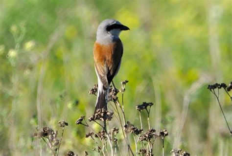 Steinkauz ist vogel des jahres 2021. Vortrag Neuntöter - Vogel des Jahres - NAPFDELTA