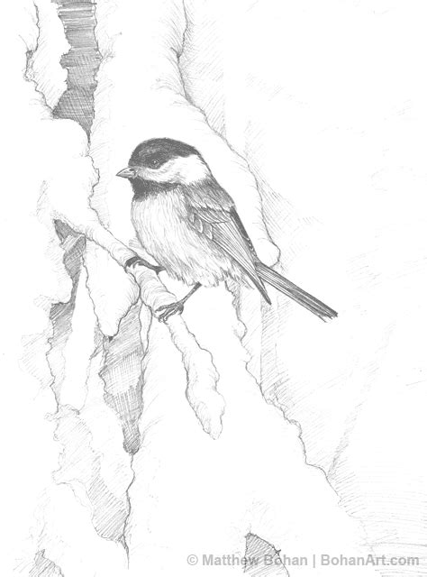 Also you can search for other artwork with our tools. Black Capped Chickadee Drawing at GetDrawings | Free download