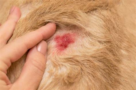 3 Ways To Prevent And Treat Staph Infection In Dogs Ruffeodrive