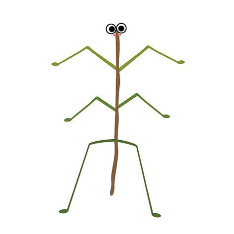 Walking Stick Insect Illustrations Royalty Free Vector Graphics And Clip
