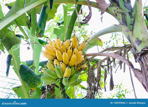 Tropical Yellow Banana Tree Ripe For Harvesting On A Banana Plantation