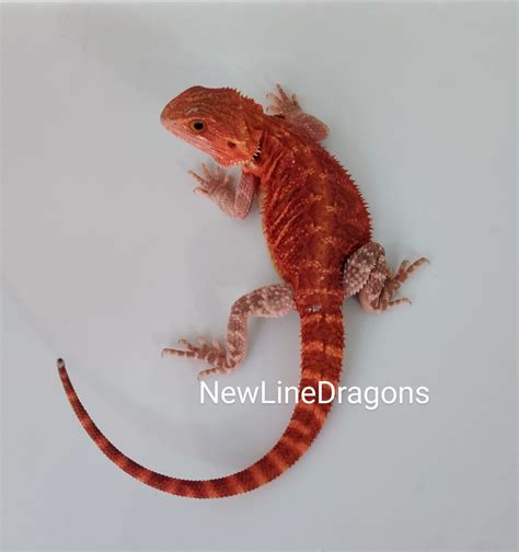 Extreme Red Female Trans 66 Het Hypo Normal Scale Central Bearded