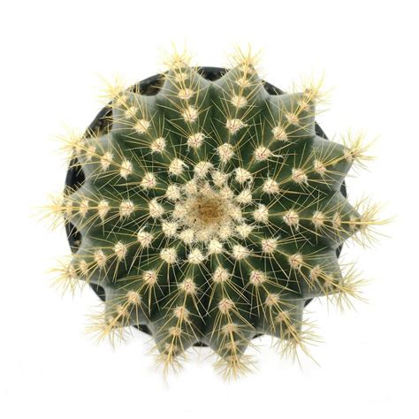 Water deeply and then allow the soil to completely dry to the base of the pot before reapplying moisture. Notocactus magnificus 'Balloon Cactus' - Leaf & Clay