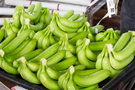 Fresh Bananas By Blueen Exports From Pune Maharashtra Id 4567022