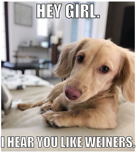 Wiener Dog Meme Vobss