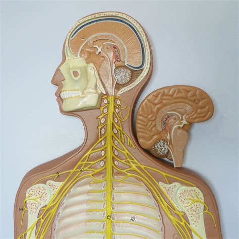 Anatomical Human Nervous System Model Head And Throat Anatomy Store