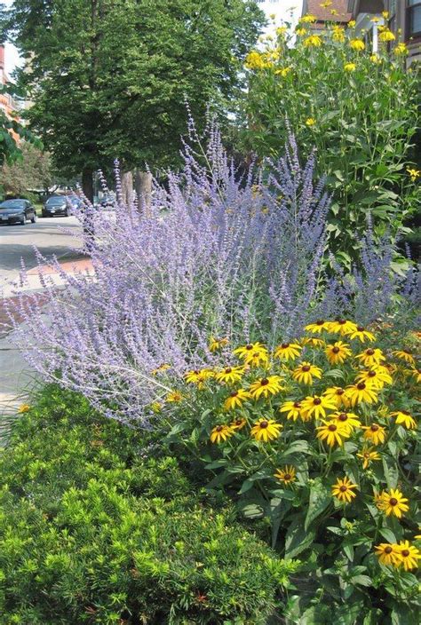 Russian sage | Garden | Pinterest