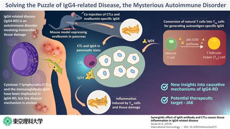 Solving The Puzzle Of Igg4 Related Disease T Eurekalert