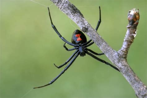 They typically also have a red or. Can the Bite of a Black Widow Spider Kill You?