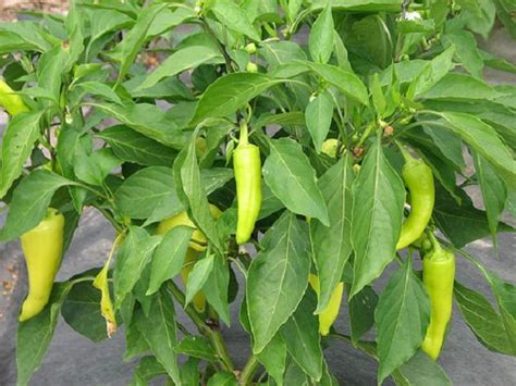 Or wait until they ripen to a bright red color. How to Grow Banana Pepper | Care and Growing Banana Peppers