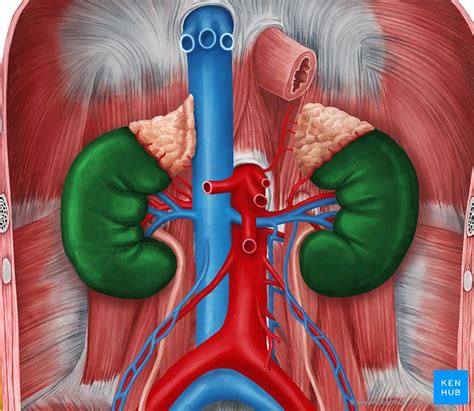 Niere Ren Anatomie Lage Aufbau Und Funktion Kenhub