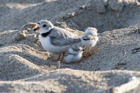 3 Piping Plover Chicks Take Flight At West Beach Local News