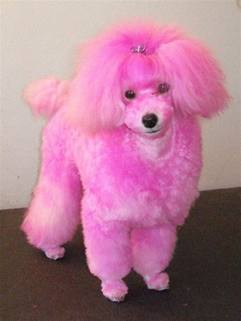 Now Thats A Pink Poodle Pink Animals Pink Dog Pink Poodle